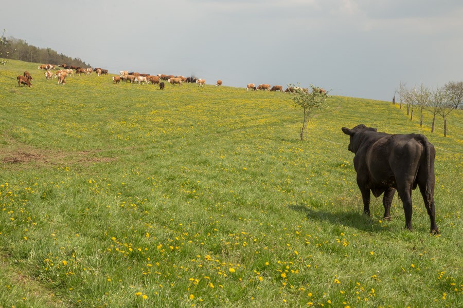 Aberdeen-Angus-Rind auf der Weide des Demeterhofs Walz